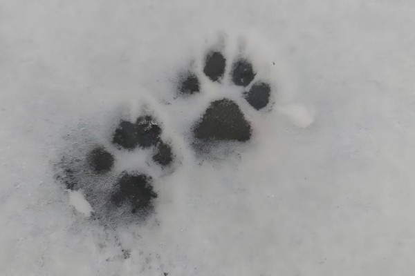 1763430497831025.jpg 猫爪印记.jpg