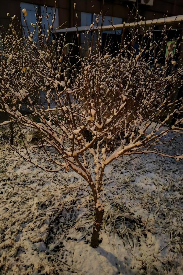 1763430507773227.jpg 雪压枝头.jpg